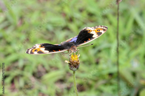 A single black butterfly perching on a flower crown viewed from above on horizontal orientation