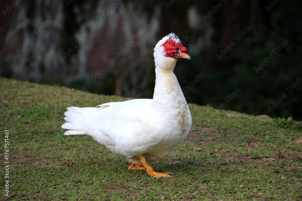 Fototapeta premium animal ave pato 