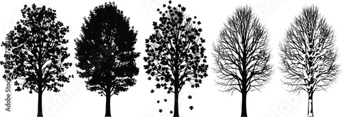 Silhouette tree seasonal transition vector showing summer, autumn, winter changes with human figure under bare tree for nature conceptSilhouette tree seasonal transition vector showing summer, 