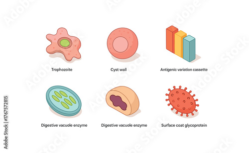 isometric icon items isolated on white background parasitic infection trophozoite feeding vacuole parasitic infection cyst structural protein parasitic infection antigenic variation