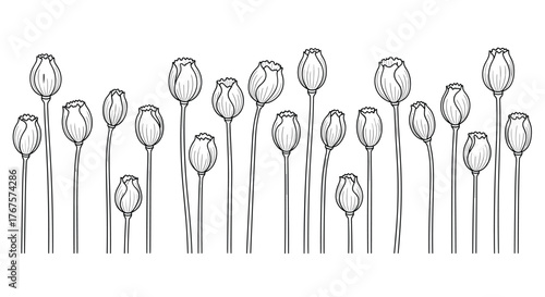 Line art illustration of a row of poppy seed pods on thin stems against a white background.