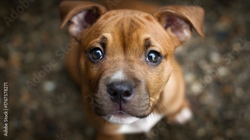 A close up portrait of a cute brown puppy looking up with innocent pleading eyes