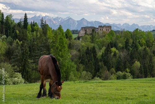 Fototapeta Koń z białym sercem na czole