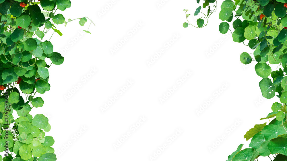 Fototapeta premium green leaves frame isolated