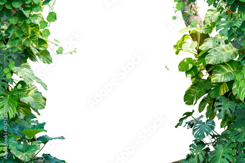 green leaves frame isolated