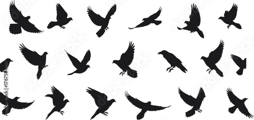 Bird flight silhouettes, black flying shapes, wing motion grid, avian movement study, nature vector design, wildlife chart, side profile illustration