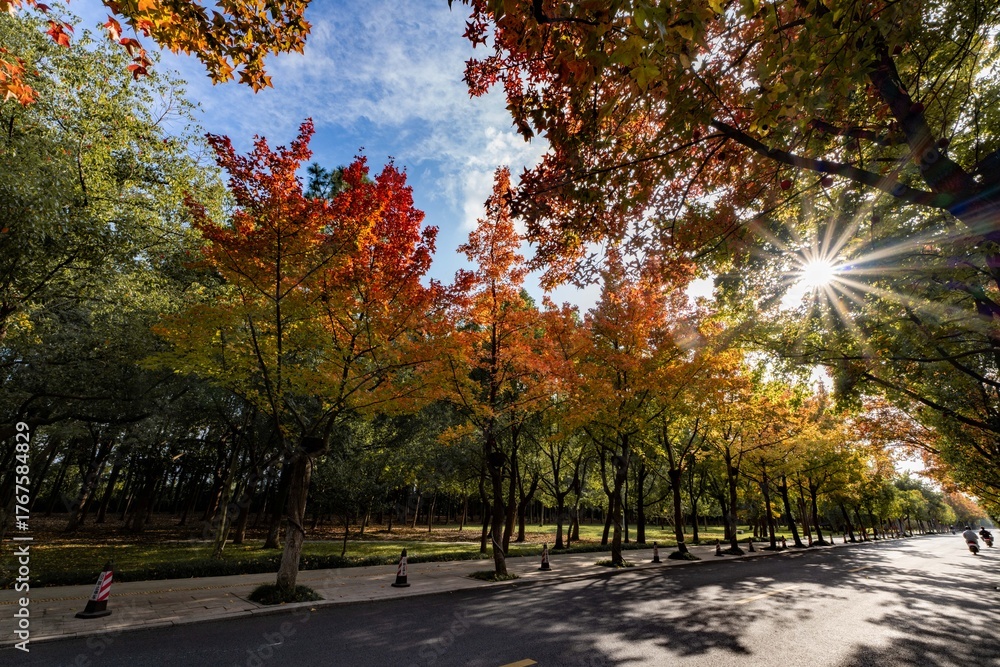 Naklejka premium autumn in the city