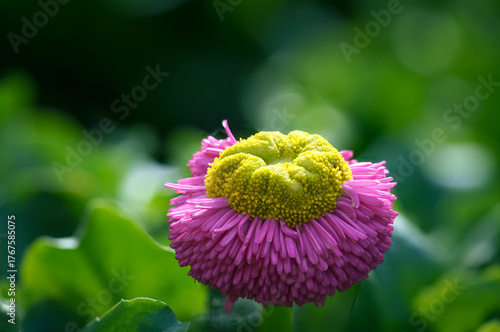 purple aster flower macro