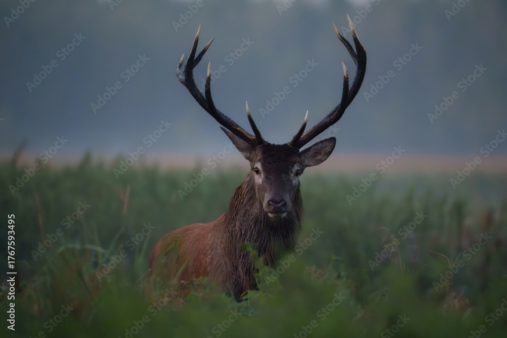 Fototapeta premium Majestic Deer Standing in a Misty Field