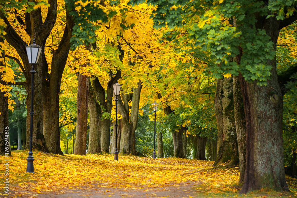 Obraz premium Pathway in Park with Autumn Foliage