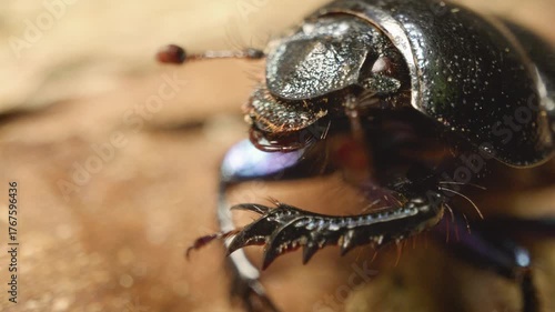 Extreme close-up of the dor beetle (Anoplotrupes stercorosus), a species of earth-boring dung beetle.