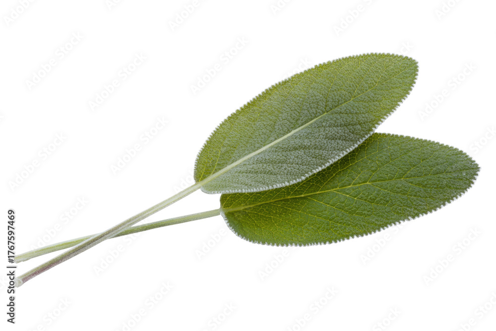 Fototapeta premium Two fresh, vibrant sage leaves showcasing their distinctive fuzzy texture and rich green color, artfully arranged on a simple, complementary transparent background. background removed