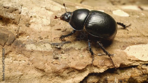 Close-up of the dor beetle (Anoplotrupes stercorosus), a species of earth-boring dung beetle, crawling. Vilnius, Lithuania – October 25, 2025. 