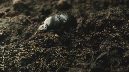 Close-up of the dor beetle (Anoplotrupes stercorosus), a species of earth-boring dung beetle, crawling in its natural habitat.