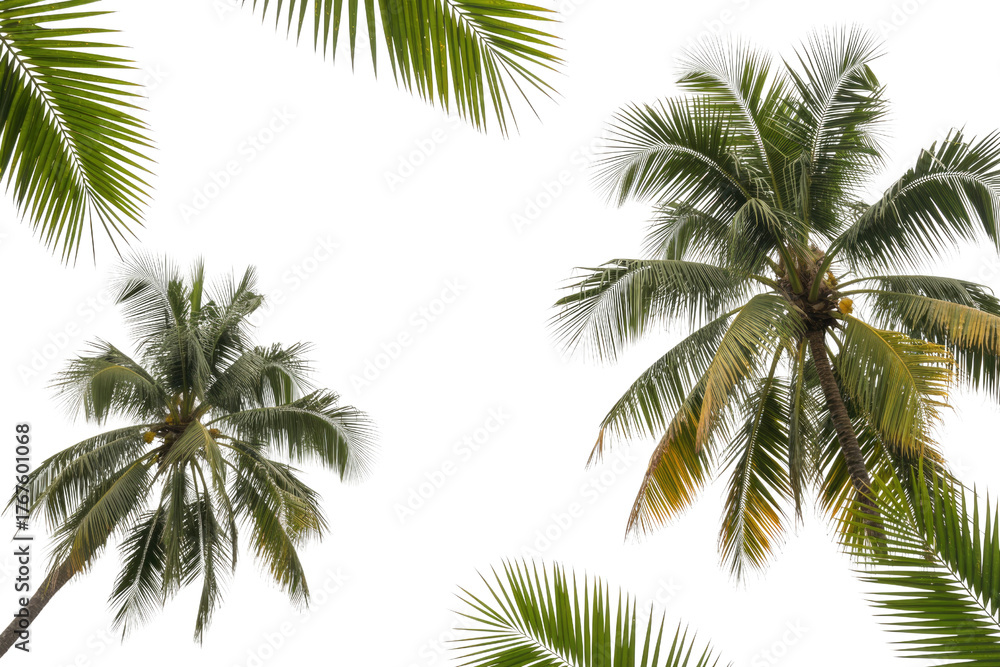 Naklejka premium Lush green palm trees and fronds, showcasing tropical foliage against a vibrant transparent background. Perfect for a summer, beach, or nature-themed design. background removed