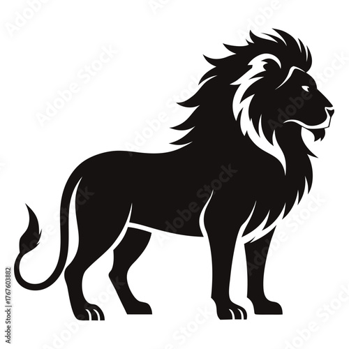 black and white horse