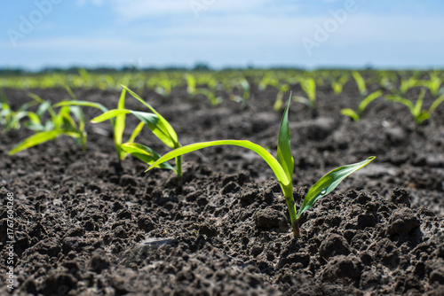 Rows of young corn sprouts in a field. Spring time.