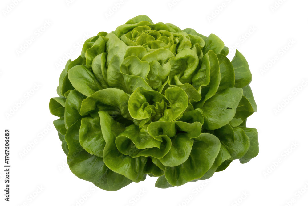 Obraz premium A fresh, vibrant green head of butter lettuce, with soft, crinkled leaves, ideal for healthy salads and meals. background removed