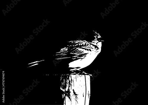 skylark bird vector
