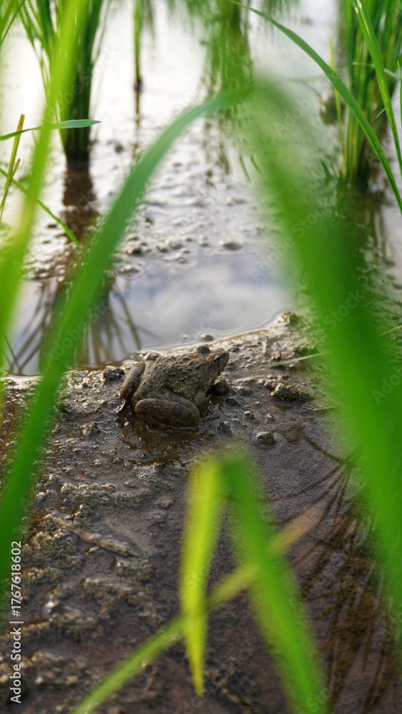 Obraz premium a field frog is sunbathing