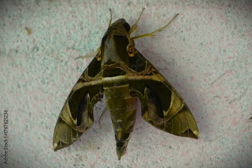 Green Moth Camouflaged on Textured Surface - Detailed Insect Close-up.
