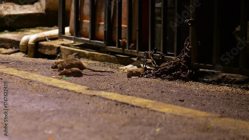 Family of brown rats searching for discarded food on dirty urban alleyway at night. A large mother rat and her smaller young explore asphalt area near grimy building wall where they live