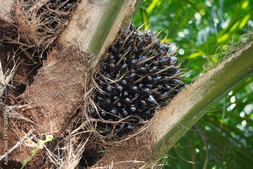 Close-up of a palm tree with a cluster of dark fruits.