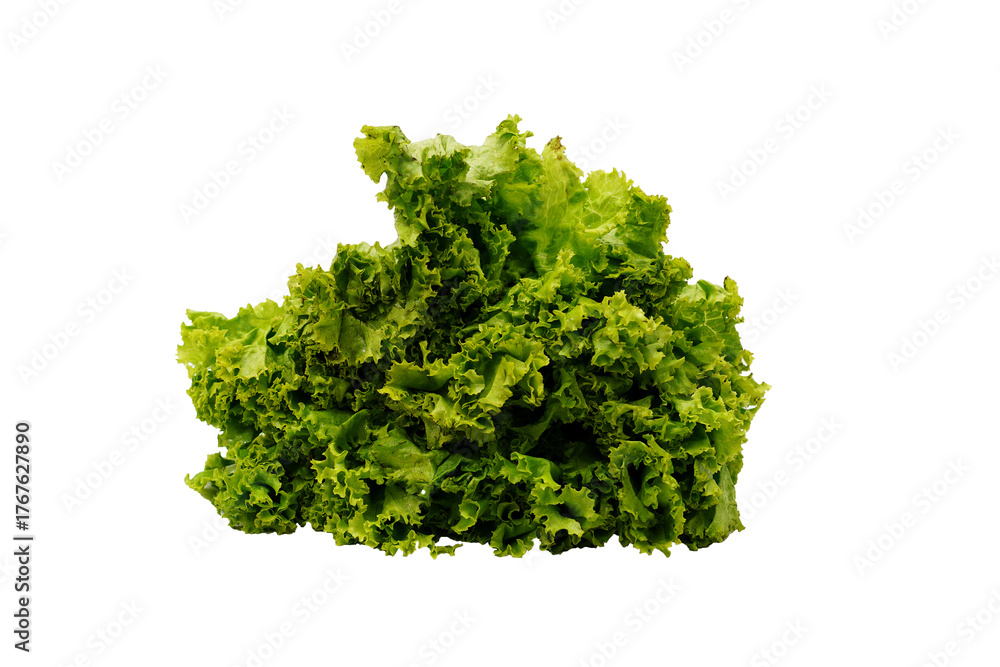 Obraz premium Lettuce salad isolated on White background
