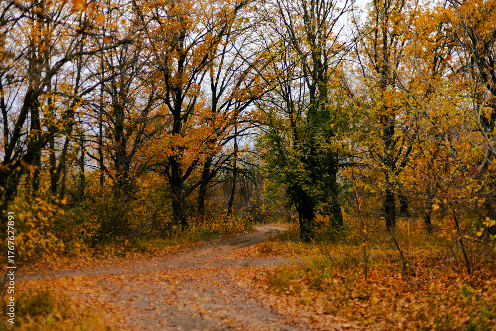 Fototapeta premium Autumn forest with golden trees