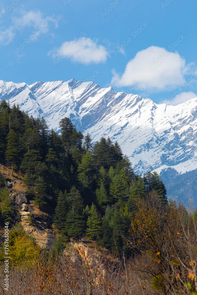 Fototapeta premium Majestic Snow-Capped Himalayan Peaks Above Lush Pine Forests in Manali, Himachal Pradesh, India