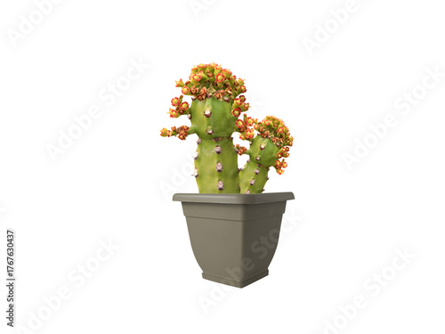 Euphorbia neriifolia or spurge pot plant with flowers isolated on a white background