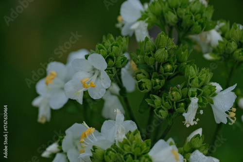 Close up of white Jacobs ladder (polemonium caeruleum) flowers in bloom