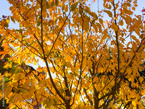 autumn leaves background