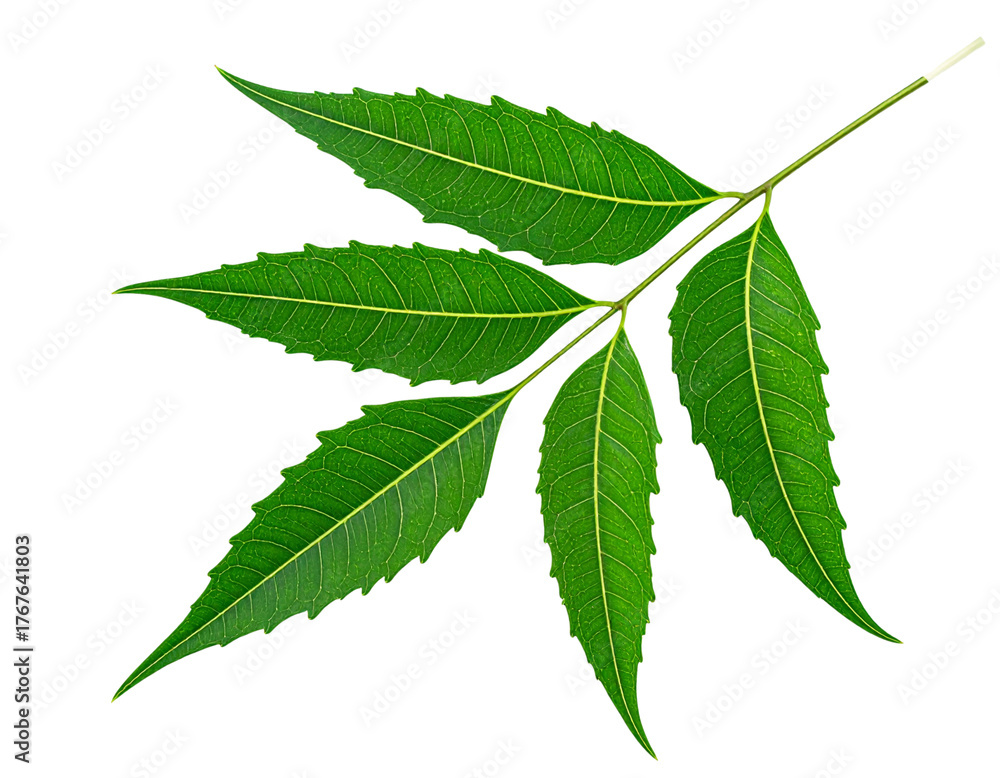 Fototapeta premium Tualang kandit, neem leaf isolated on transparent background