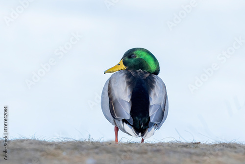drake mallard duck looking back against a white background