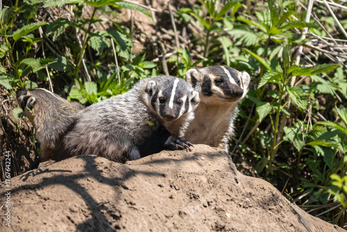 female badger with 2 cubs on top of den