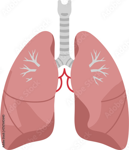 Simple Flat Illustration of Human Lung with Trachea Medical Anatomy