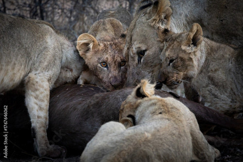 Картината върху платно a lion pride feeding frenzy close-up