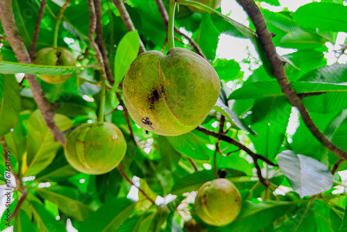 Beautiful elephant apples or chalta fruits in the garden.