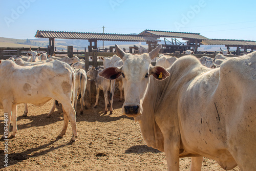Obraz na plátne White Cattle in Rural Farm Corral under Sunny Sky