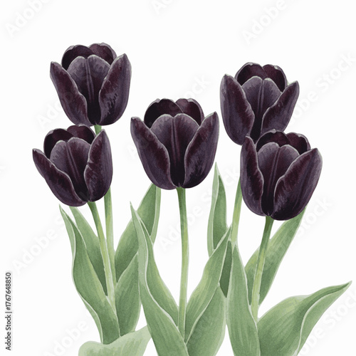 Midnight Tulip Bloom Black Tulip isolated watercolor vector illustration svg