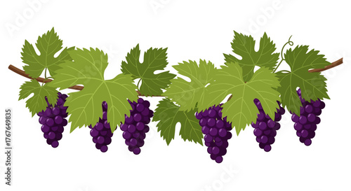 Vibrant grapes on vine with lush green leaves in flat style