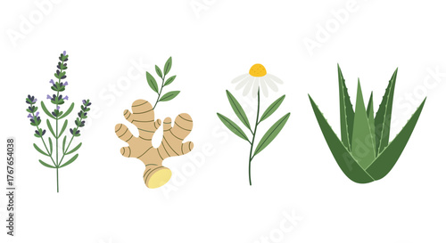 Aesthetic herbal collection featuring lavender, ginger, chamomile, and aloe vera isolated
