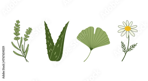 Botanical illustration featuring lavender, aloe vera, ginkgo leaf, and chamomile drawing