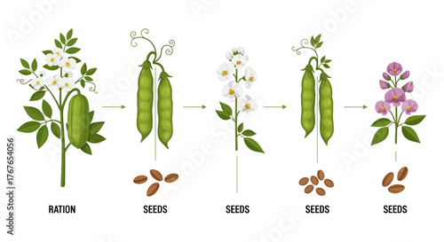 Illustration showing pea plant life cycle from flowering to seed maturation process