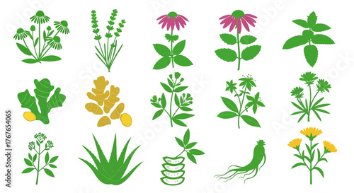 Botanical Illustration Collection: An Assortment of Medicinal Plants and Herbs for Natural Wellness