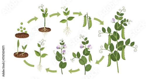 Delightful illustration showing the lifecycle of a pea plant from seed to mature plant with pods