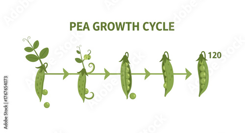 Illustrative diagram exhibiting the lifecycle of a pea plant across different growth stages