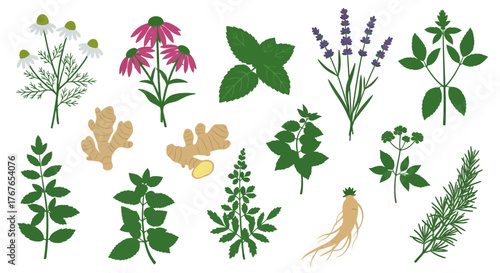 Botanical Illustrations of Herbal Plants and Ingredients Used in Alternative Medicine and Wellness