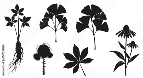 Botanical silhouettes showcasing ginseng root, ginkgo leaves, thistle, aesculus, and echinacea
